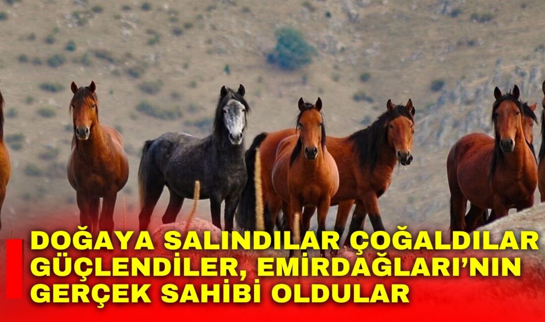 Afyonkarahisar sınırları içindeki Emirdağ yaylalarında yaşam mücadelesi veren yüzlerce yılkı