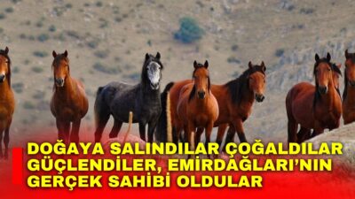 Afyonkarahisar sınırları içindeki Emirdağ yaylalarında yaşam mücadelesi veren yüzlerce yılkı