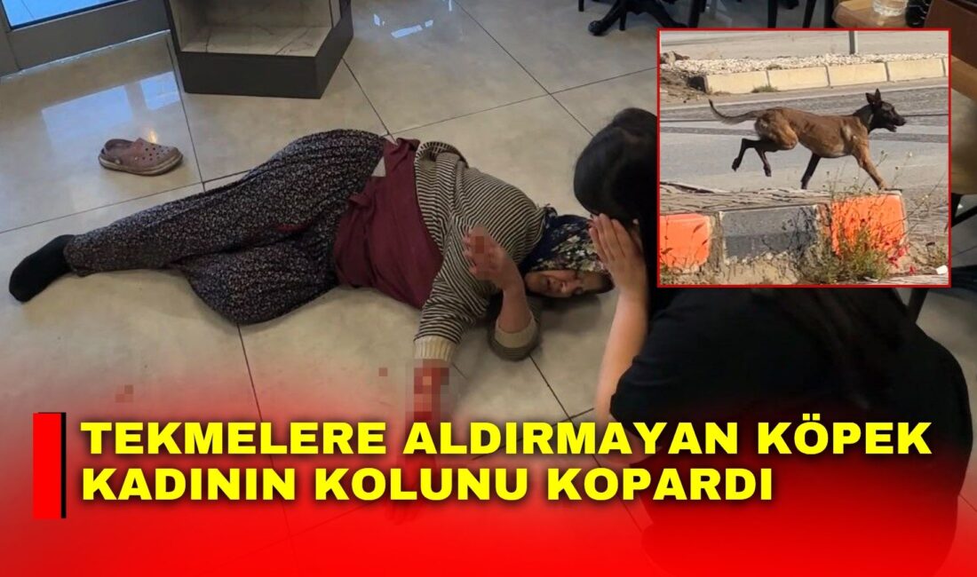 Afyonkarahisar’da kızıyla birlikte dinlenme tesisine gelen kadına saldıran köpek, kadının
