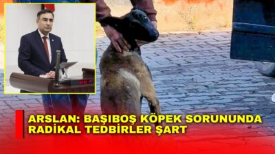 AK Parti Afyonkarahisar Milletvekili Hasan Arslan, Dazkırı ilçesinde bir köpeğin