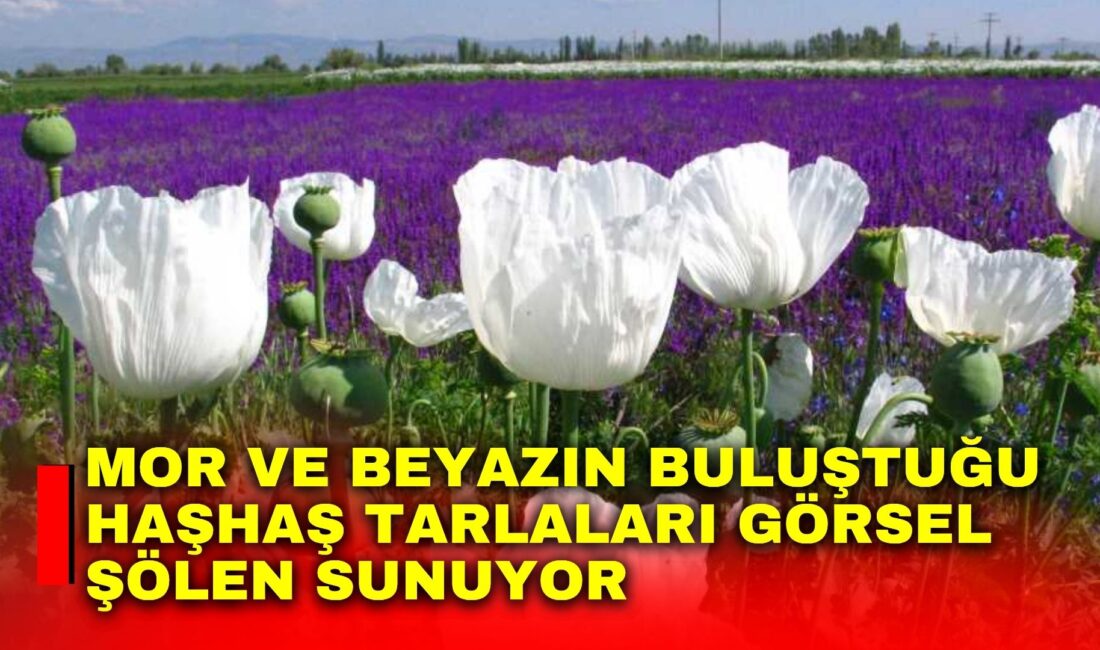 Türkiye’nin önemli haşhaş üretim alanlarından Afyonkarahisar, çiçeklenme döneminde mor ve