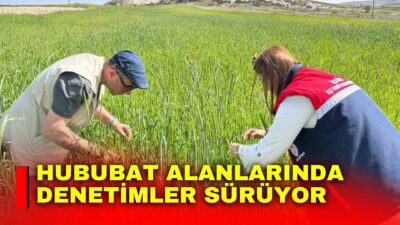 Afyonkarahisar Tarım ve Orman İl Müdürlüğü tarafından hububat ürünlerinde rekoltenin