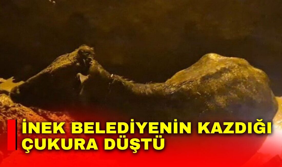 Afyonkarahisar’ın İhsaniye ilçesine bağlı Kayıhan Beldesi’nde belediye tarafından kazılan bir
