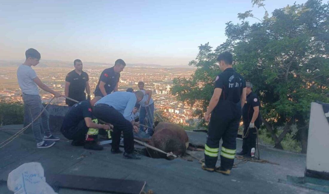 Afyonkarahisar’da evin çöken çatısında mahsur kalan inek itfaiyenin 1 saatlik