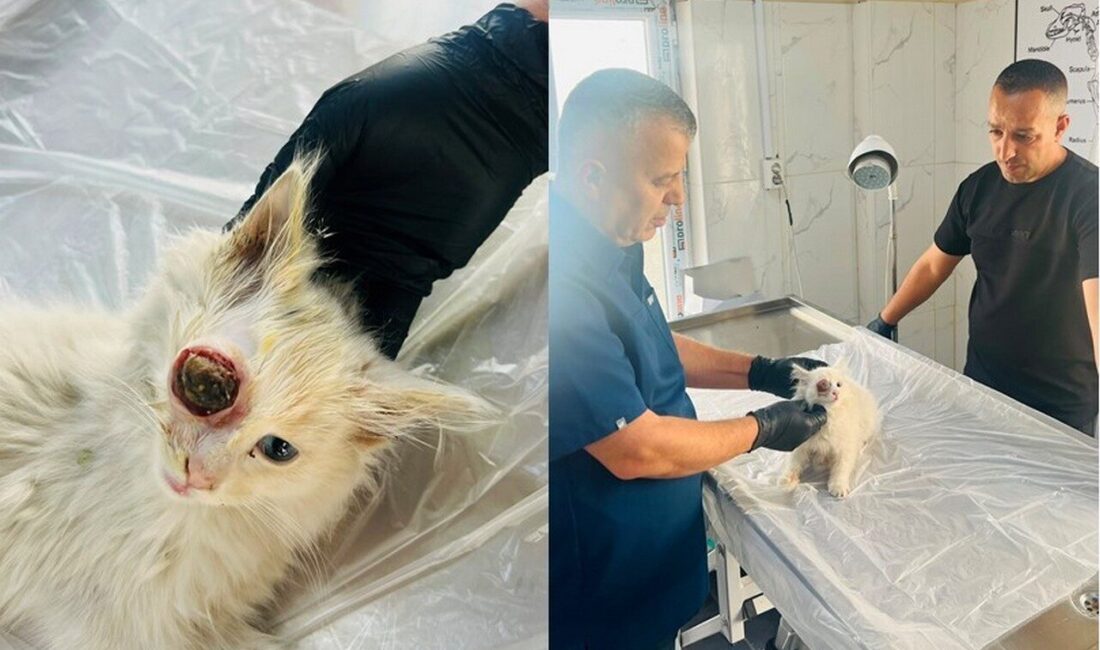 Gözü dışarı çıkan kedi başarılı ameliyatla sağlığına kavuştu Hakkari’de gözü yuvasından çıkmış halde bulunan kedi gerçekleştirilen cerrahi müdahaleyle