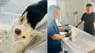 Hakkari’de gözü yuvasından çıkmış halde bulunan kedi gerçekleştirilen cerrahi müdahaleyle