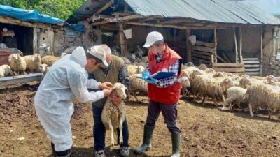 Afyonkarahisar’da küçükbaş hayvan yetiştiriciliğinin geliştirilmesi ve ıslah çalışmalarının etkin şekilde