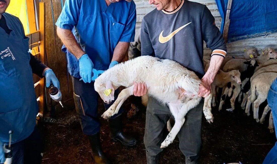 Afyonkarahisar’da hayvan sağlığının korunması, bulaşıcı hayvan hastalıklarıyla mücadele edilmesi, hayvan