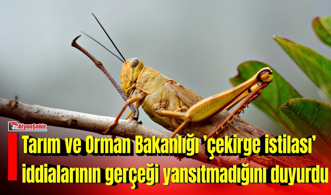 Tarım ve Orman Bakanlığı, İstanbul ve Marmara Bölgesi’nde ’çekirge istilası’