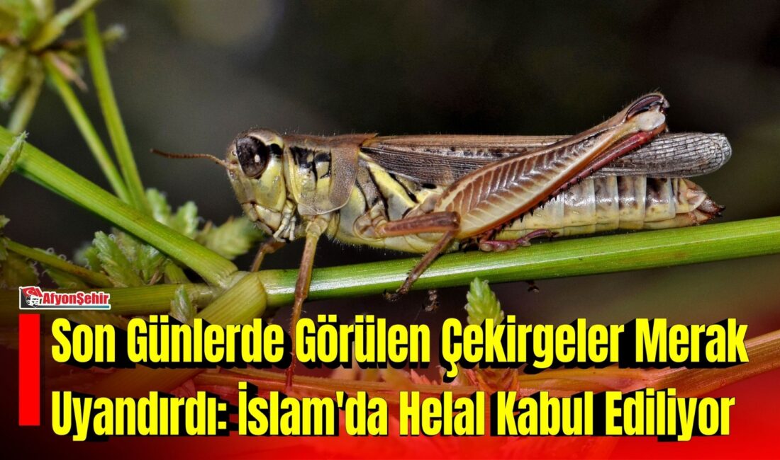 Türkiye'nin farklı bölgelerinde son günlerde daha sık görülmeye başlayan çekirgeler