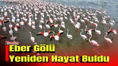 Kuraklık ve kirlilik nedeniyle yok olma tehlikesi yaşayan Eber Gölü,