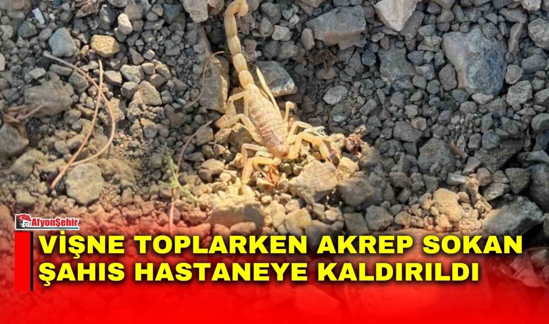 Afyonkarahisar’ın Şuhut ilçesine bağlı Karaadilli beldesinde vişne hasadı sırasında akrep