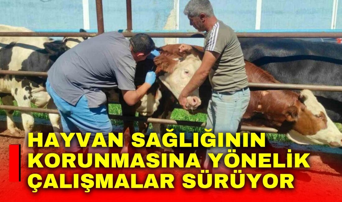 Afyonkarahisar’da hayvan hastalıklarının kontrol altına alınması, güvenilir gıda arzının sürdürülebilirliğinin