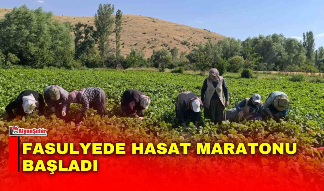 Afyonkarahisar’ın tarımsal potansiyeliyle öne çıkan Şuhut ilçesinde, yaz sezonunun en