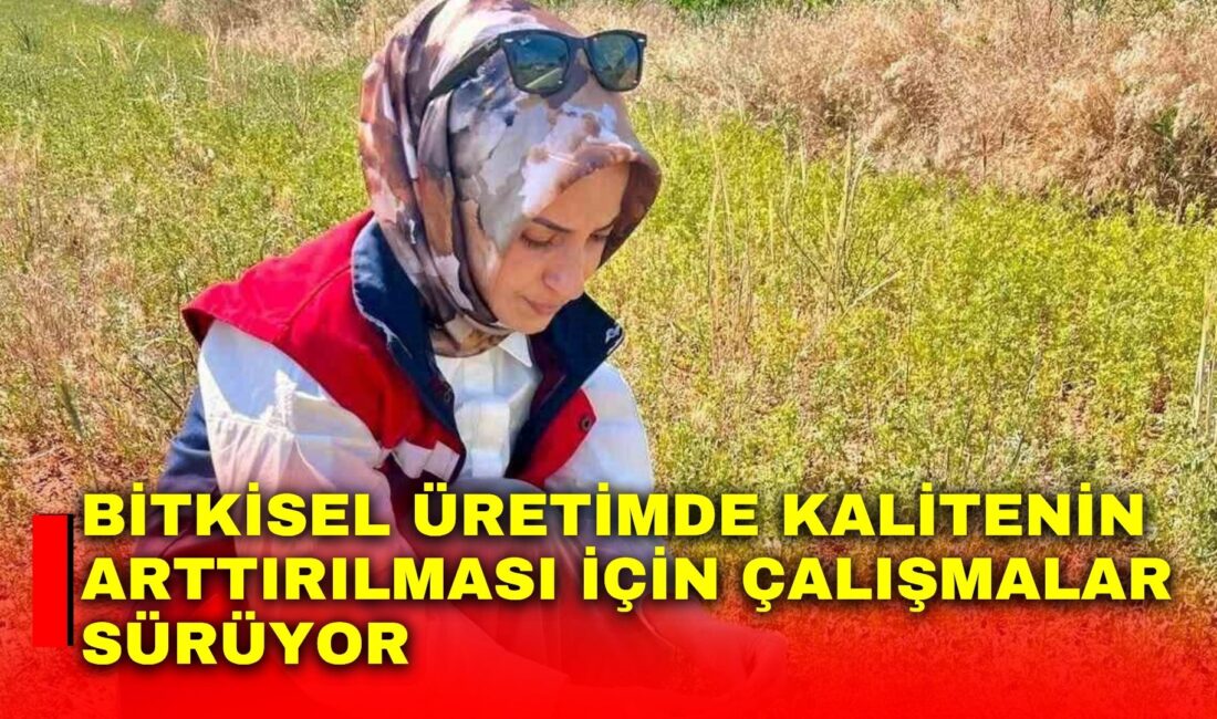Afyonkarahisar’da çörek otu ve haşhaş ekili alanlarda bitkisel üretimde verim