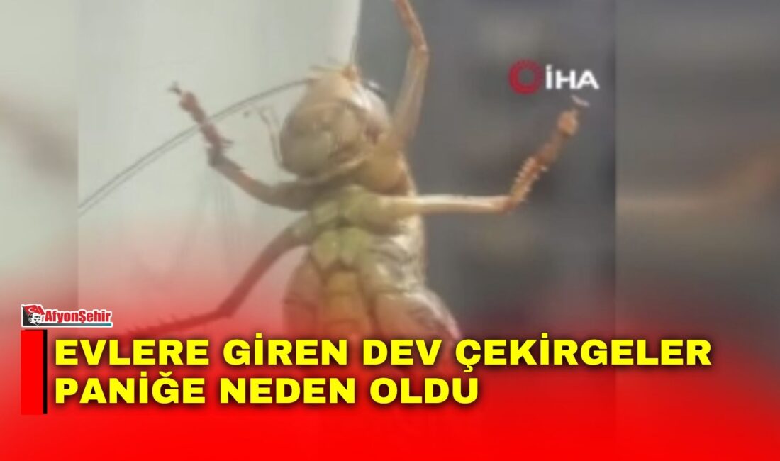 İstanbul’un bazı ilçelerinde son günlerde görülen dev çekirgeler vatandaşlarda tedirginliğe