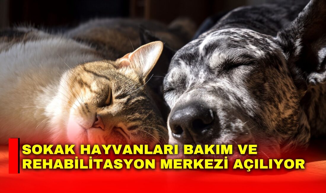 Afyonkarahisar Belediyesi tarafından yapımı tamamlanan Sokak Hayvanları Bakım ve Rehabilitasyon