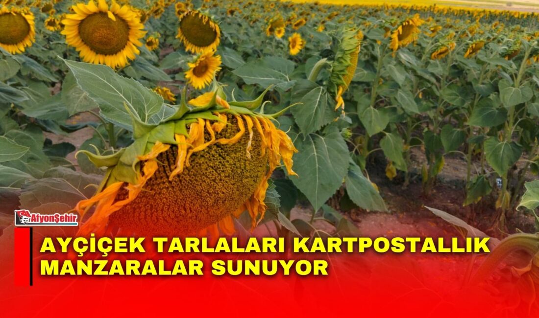 Yaz mevsiminin en göz alıcı renklerinden biri olan ayçiçekleri, oluşturdukları