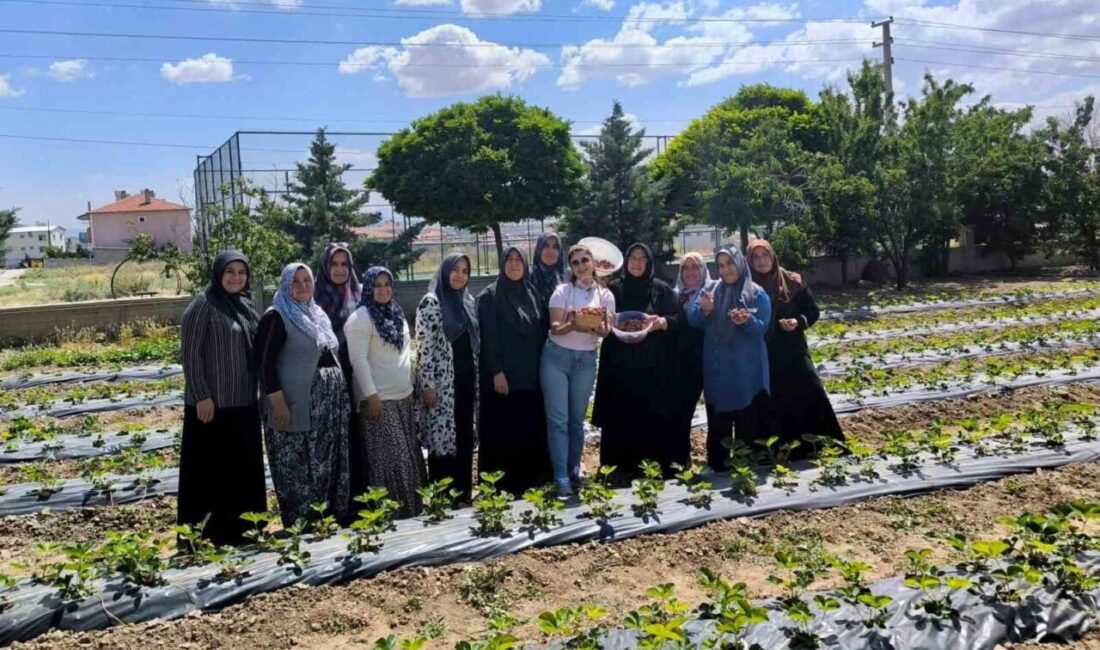 Afyonkarahisar’ın İscehisar ilçesinde, Aile Destek Merkezi (ADEM) “Çilek Yetiştiriciliği Projesi”