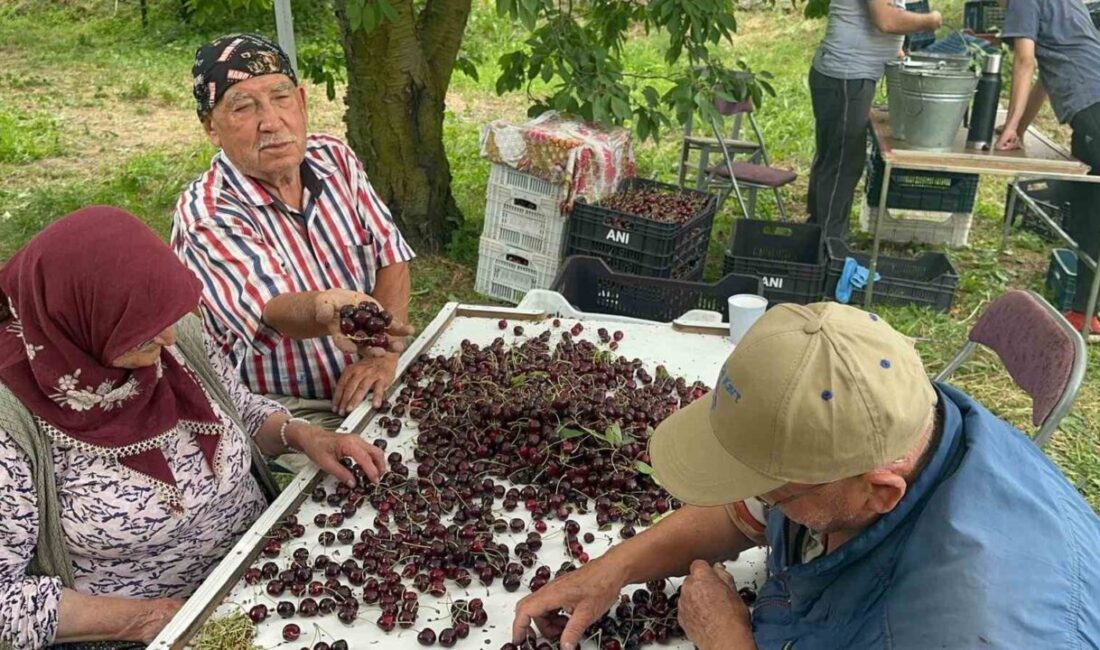 Konya’nın Akşehir ve Afyonkarahisar’ın Sultandağı ilçelerinde bu yıl tüm zamanların