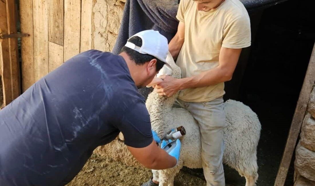 Kütahya’nın Emet ve Domaniç ilçelerinde, küçükbaş hayvanların sağlığının korunmasına yönelik