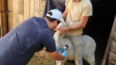 Kütahya’nın Emet ve Domaniç ilçelerinde, küçükbaş hayvanların sağlığının korunmasına yönelik