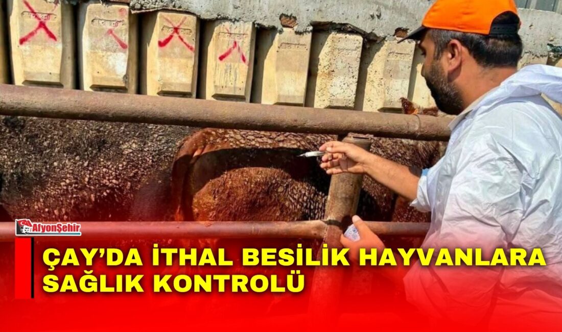 Afyonkarahisar’ın Çay ilçesinde besilik hayvan ithalatı ve çerçevesinde ilçeye getirilen