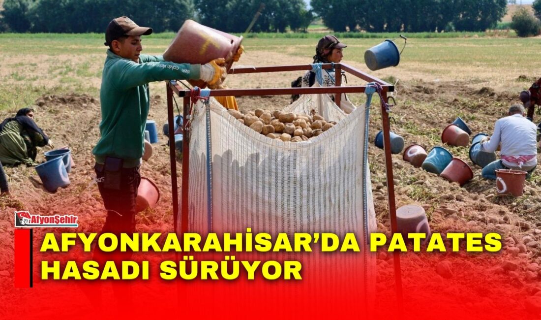 Afyonkarahisar’da tarımsal üretimin önemli ürünlerinden patateste hasat çalışmaları devam ediyor.