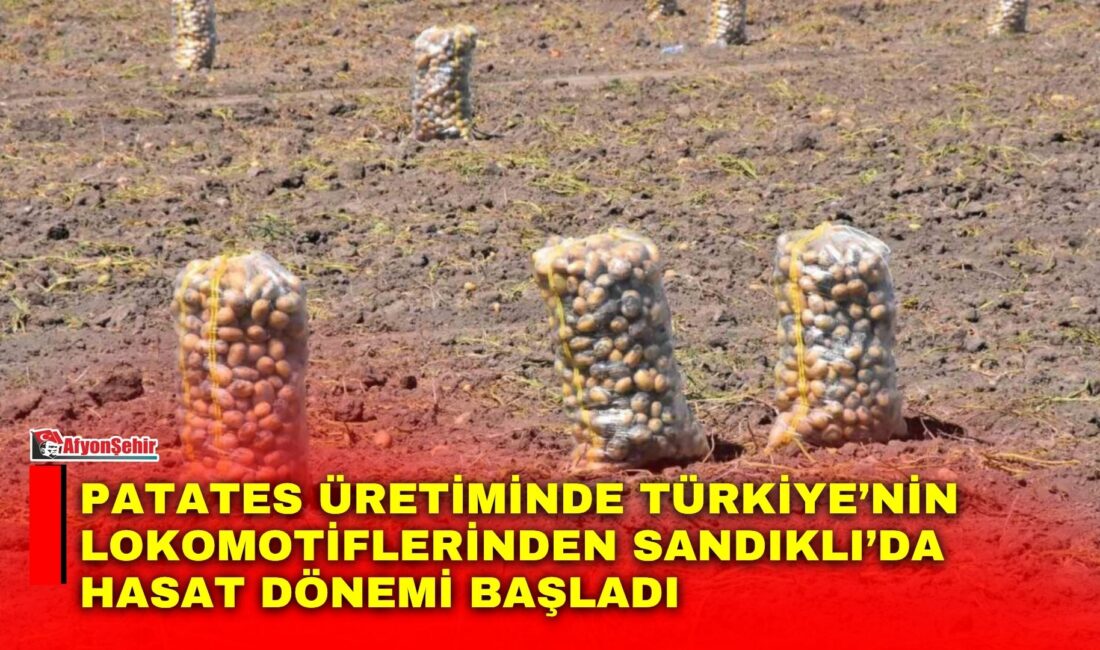 Türkiye’nin önemli patates üretim merkezlerinden biri olan Afyonkarahisar’ın Sandıklı ilçesinde