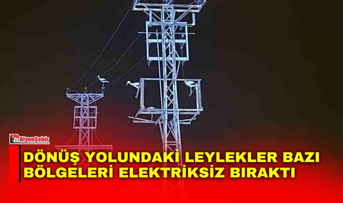 Afyonkarahisar’da göç yoluna başlayan leyleklerin geçici olarak yüksek gerilim hatlarına