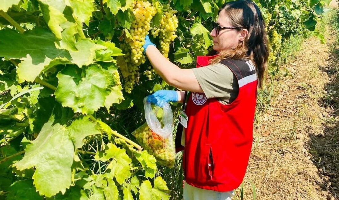 Manisa’da organik üzüm üretiminin güvenilirliğinin teyit edilmesi amacıyla 7 ilçede