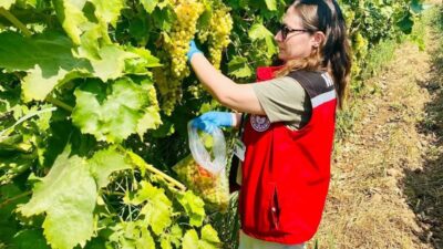 Manisa’da organik üzüm üretiminin güvenilirliğinin teyit edilmesi amacıyla 7 ilçede