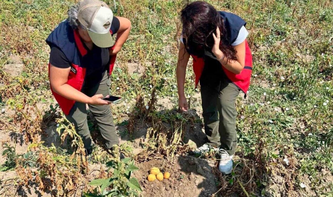 Afyonkarahisar Tarım ve Orman İl Müdürlüğü tarafından patates üretiminde verim