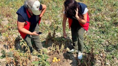 Afyonkarahisar Tarım ve Orman İl Müdürlüğü tarafından patates üretiminde verim