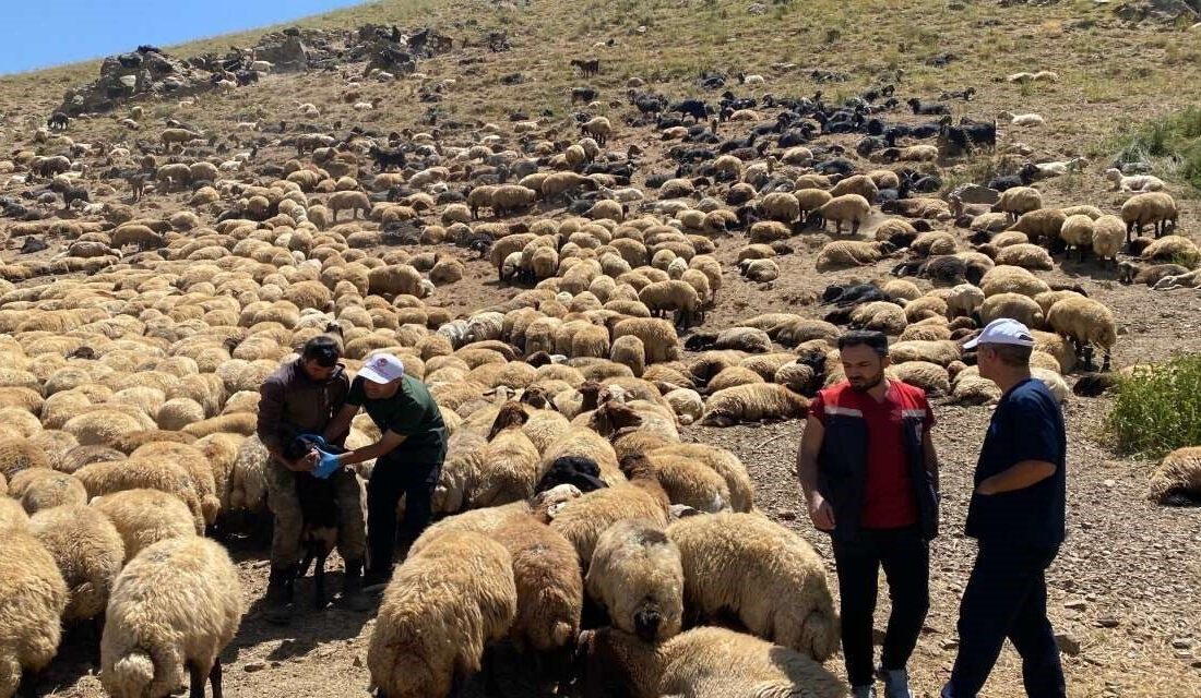 Şırnak İl Tarım ve Orman Müdürlüğü ekipleri, kent genelindeki yaylalarda