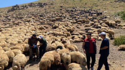 Şırnak İl Tarım ve Orman Müdürlüğü ekipleri, kent genelindeki yaylalarda