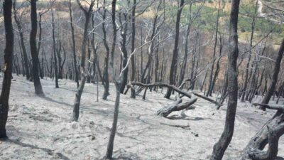Balıkesir’in Susurluk ilçesine bağlı Yıldız Mahallesi’nde temmuz ayında meydana gelen