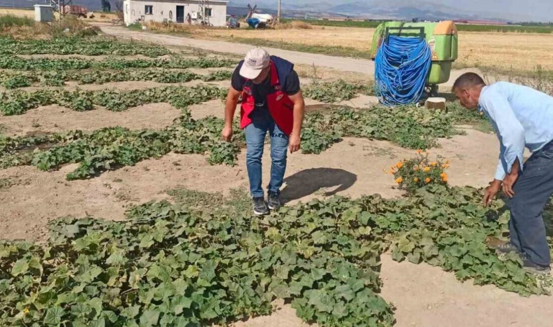 Afyonkarahisar’da tarımsal üretimin mevcut durumunun değerlendirilmesi, ürün verim ve rekolte