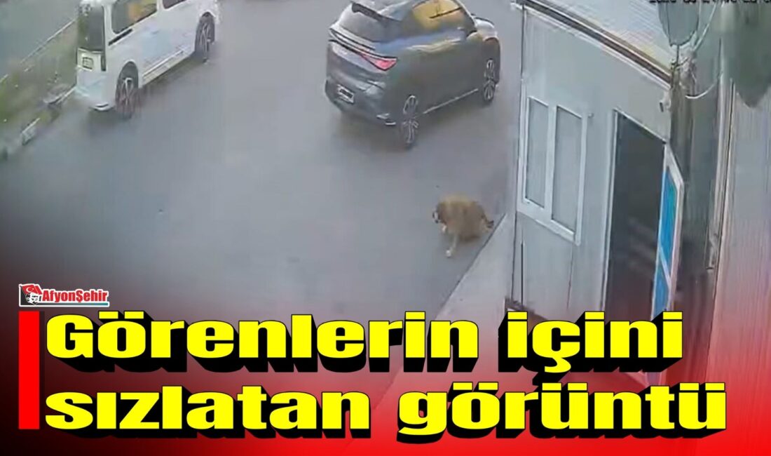 Afyonkarahisar’da bir sürücünün sokak köpeğine çarptıktan sonra durmayarak yoluna devam