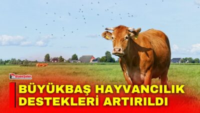 Tarım ve Orman Bakanlığı, büyükbaş hayvancılık desteklerinde önemli artışlar yapıldığını