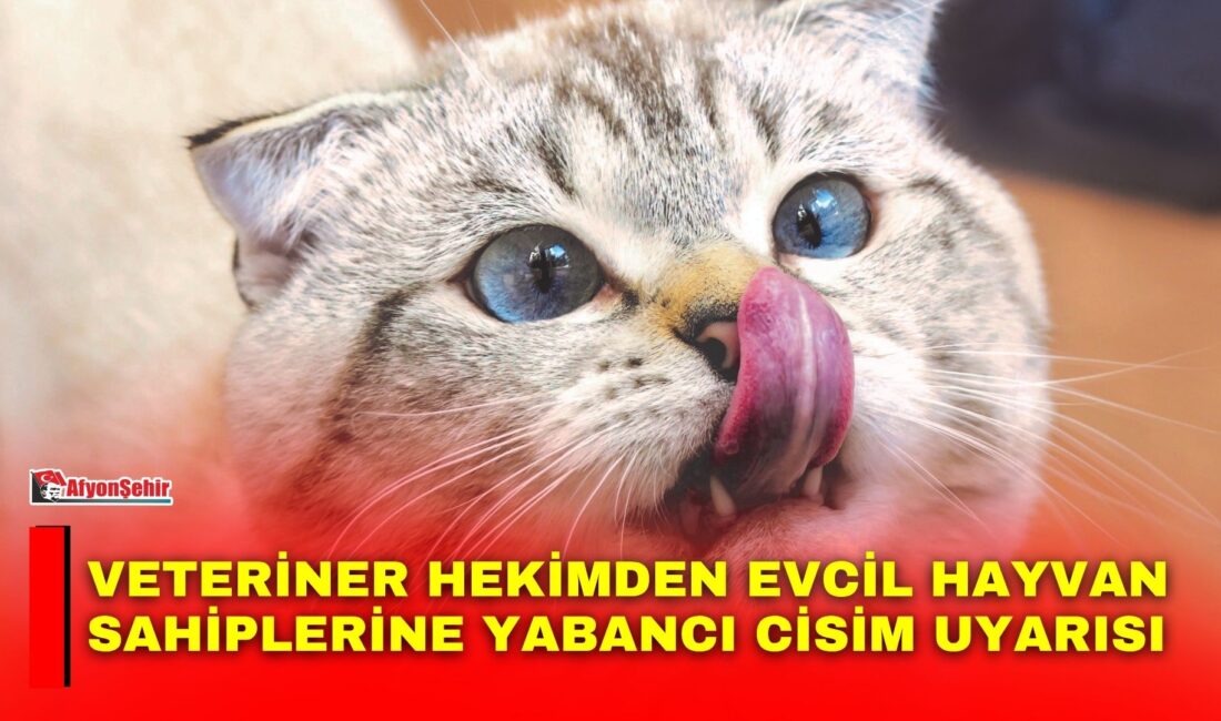 Veteriner hekimden evcil hayvan sahiplerine yabancı cisim uyarısı Eskişehir’deki kliniğinde hizmet veren Veteriner Hekim Mustafa Sayın, evcil hayvanların