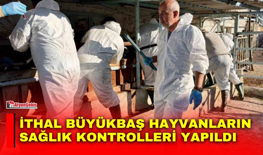Afyonkarahisar’ın Çay ilçesine getirilen ithal damızlık büyükbaş hayvanların sağlık kontrolleri