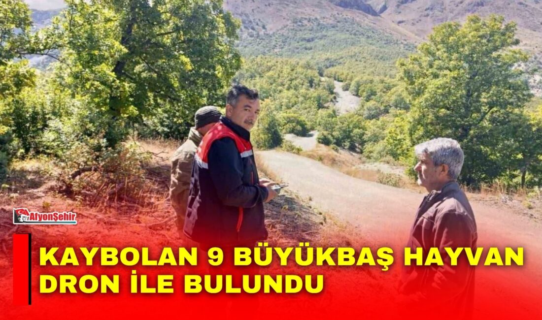 Afyonkarahisar’ın Sultandağı ilçesinde kaybolan 9 büyükbaş hayvan, dron destekli arama