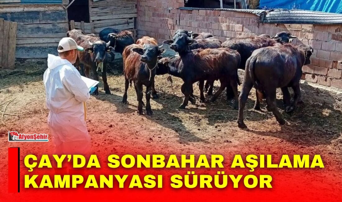 Afyonkarahisar’ın Çay ilçesinde sonbahar aşılama kampanyası çerçevesinde büyükbaş hayvanlara şap