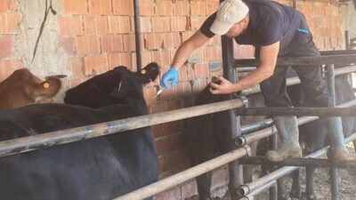 Kütahya’nın Aslanapa ilçesinde, Sonbahar Dönemi Şap Aşılama Kampanyası kapsamında büyükbaş