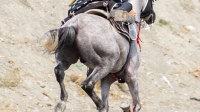 Türkiye Geleneksel Atlı Spor Dalları Federasyonu (TGASDF) Atlı Cirit 2026