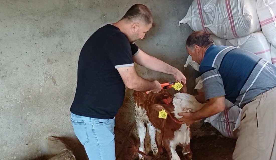 Şırnak’ta hayvan hastalıklarının önlenmesi ve hayvan varlığının kayıt altına alınması