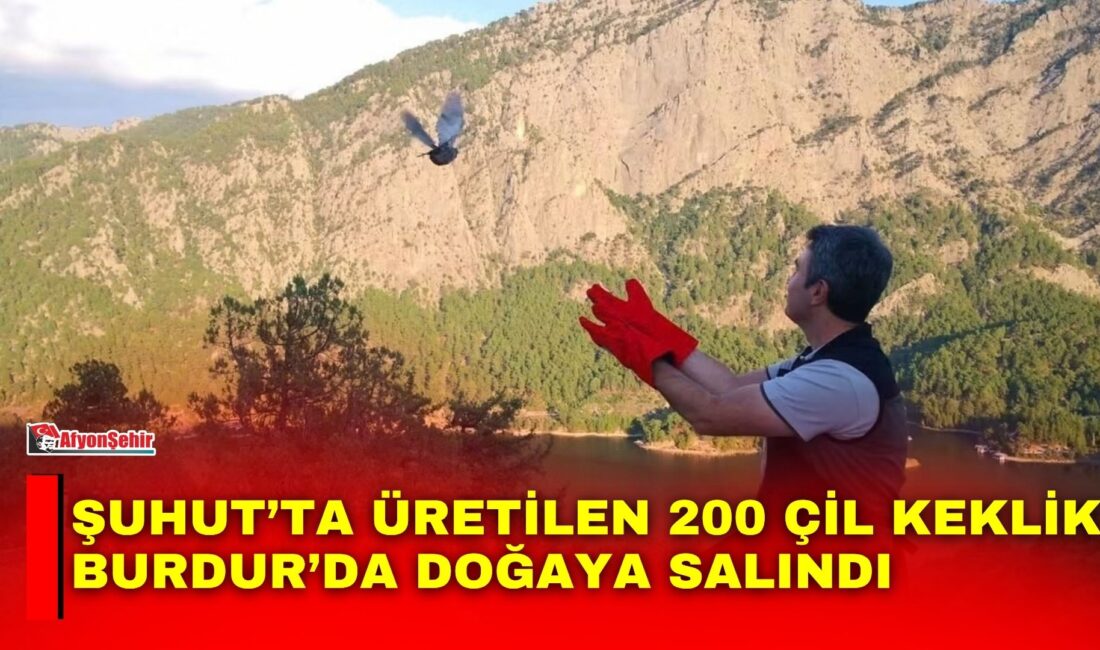 Afyonkarahisar’ın Şuhut ilçesindeki Keklik Üretim İstasyonu’nda yetiştirilen 200 çil keklik,