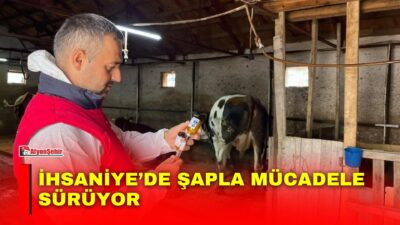 Afyonkarahisar’ın İhsaniye ilçesinde bulaşıcı hayvan hastalıklarıyla mücadele kapsamında büyükbaş hayvanlara