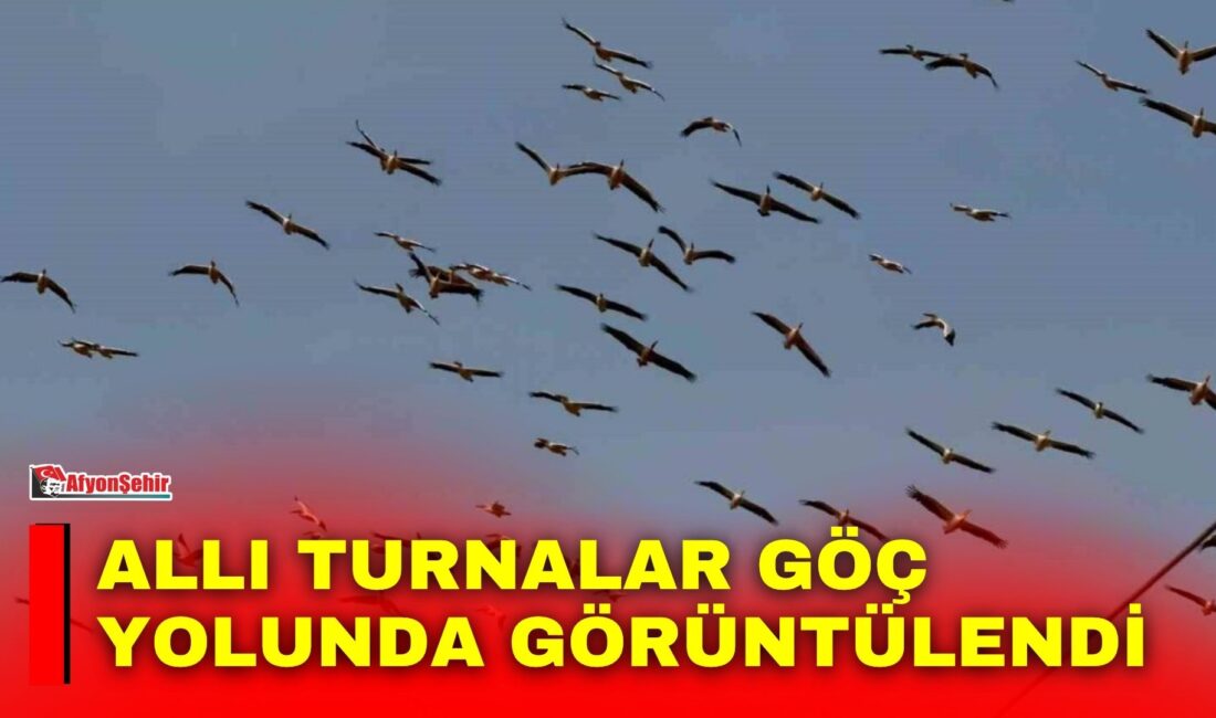 Allı turnalar göç yolunda görüntülendi Kış mevsiminin yaklaşmasıyla birlikte sıcak bölgelere doğru göçe başlayan allı